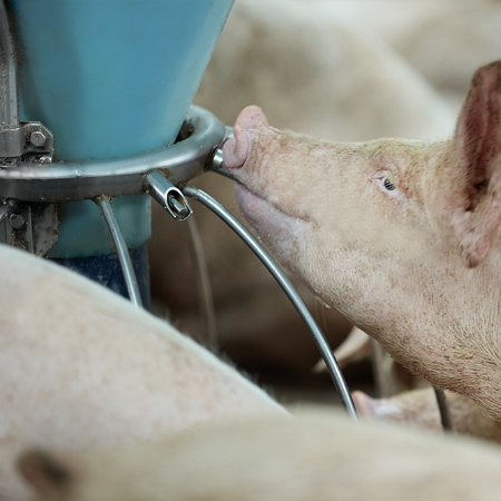 Automatic feeders for pigs