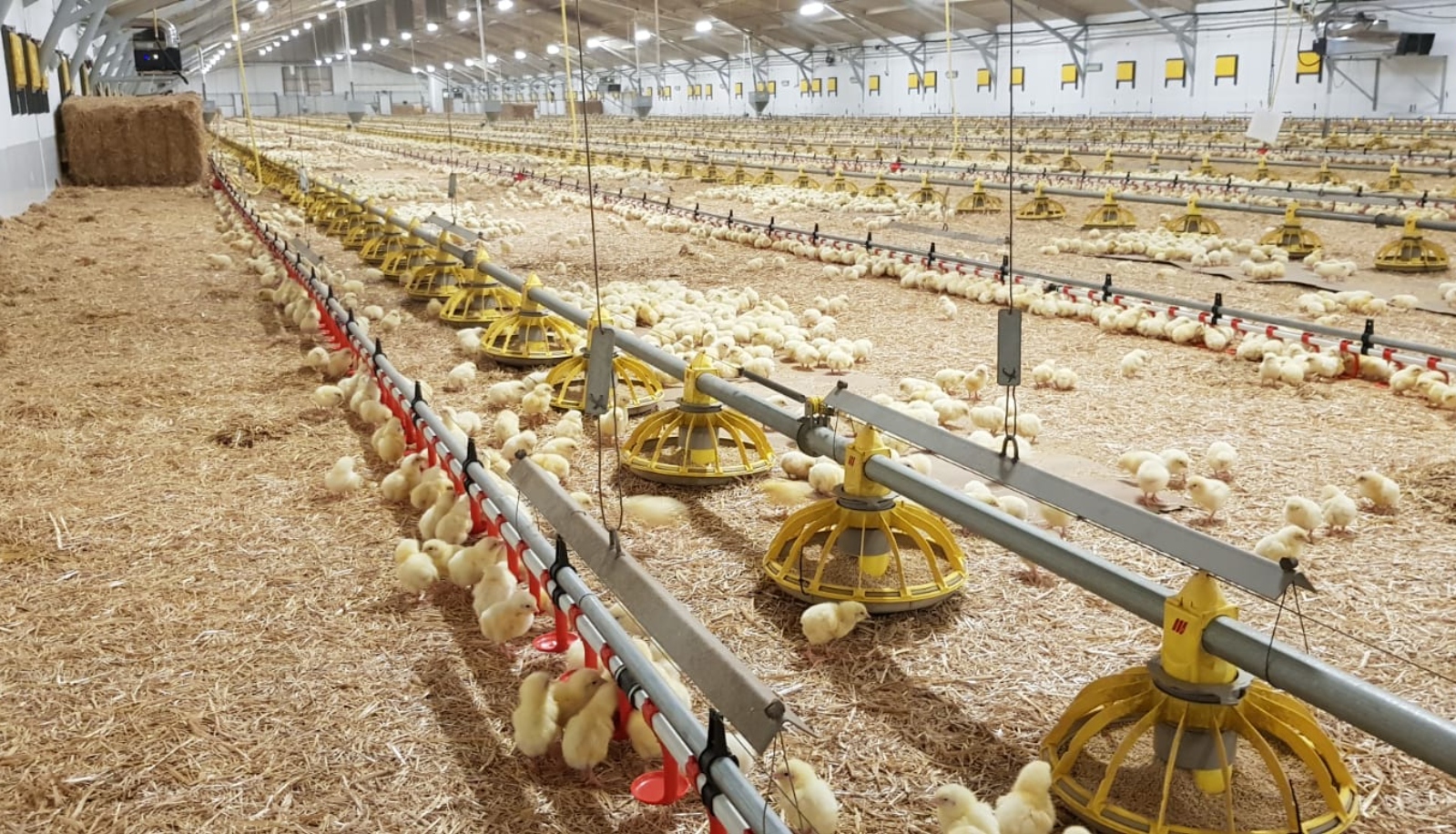Automatic feeders <br> for poultry