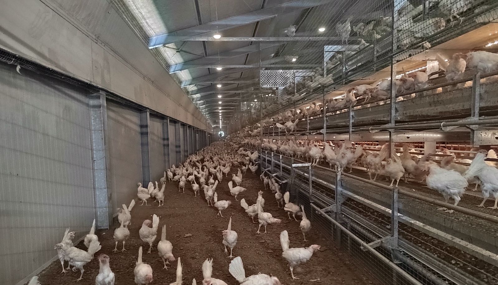 Modern stable equipment<br> for poultry farming