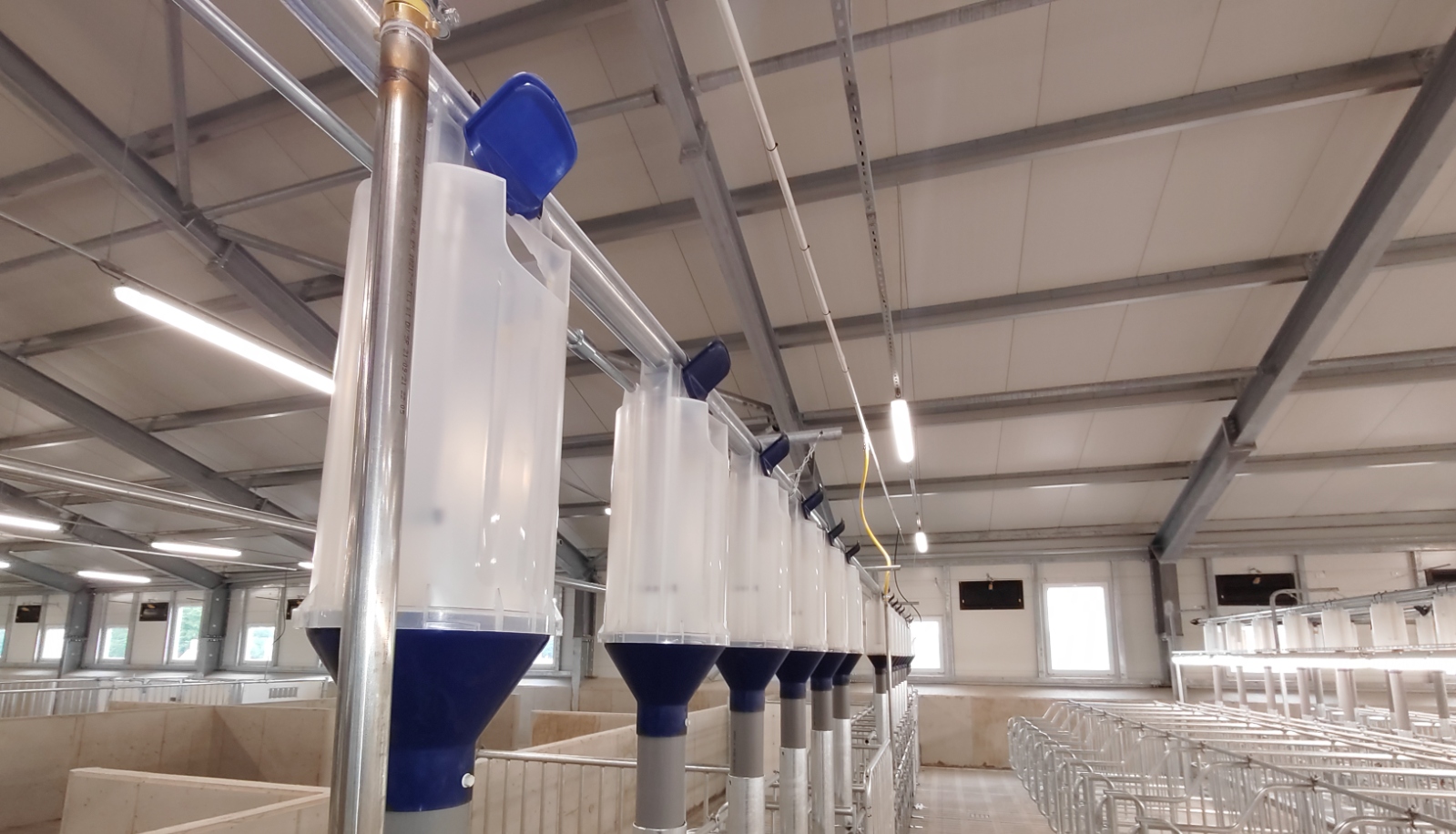 Automatic feeding systems <br> for pig houses