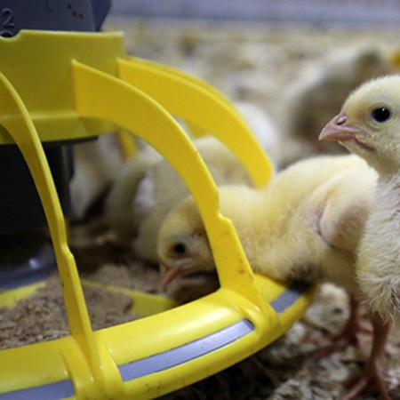 Automatic feeders for poultry