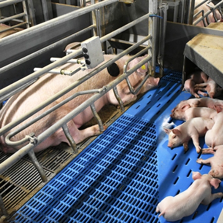 Porodní kotec WellFarrowing