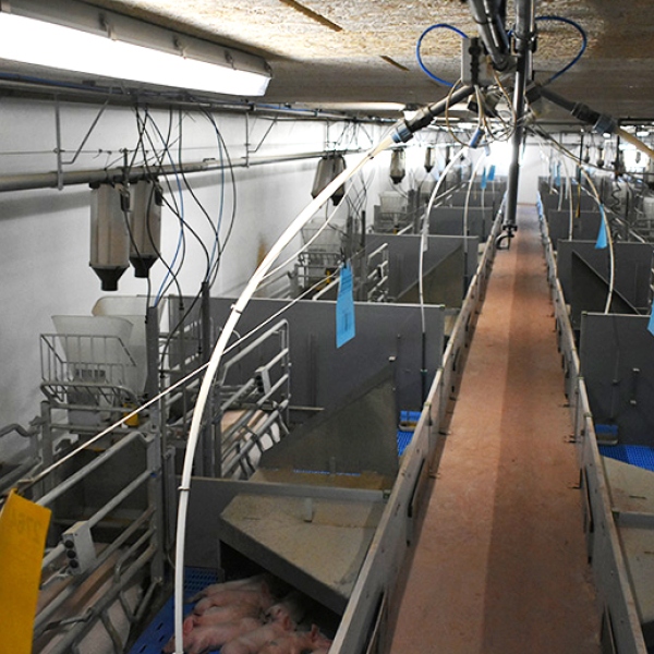 Porodní kotec WellFarrowing