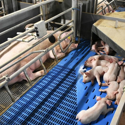 Porodní kotec WellFarrowing