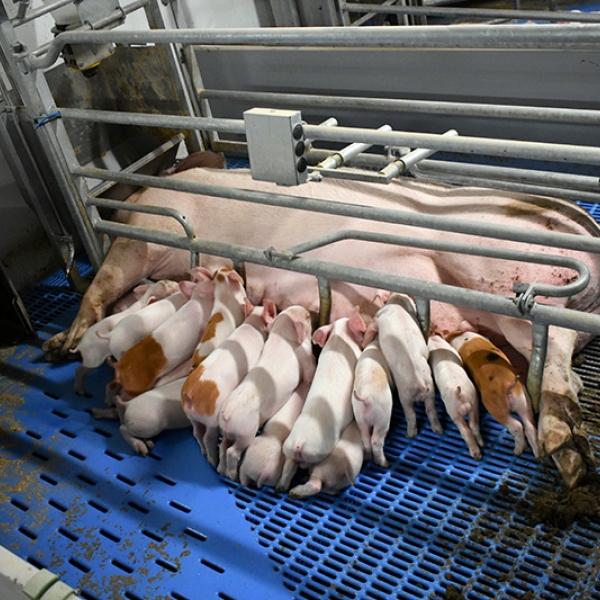 Porodní kotec WellFarrowing