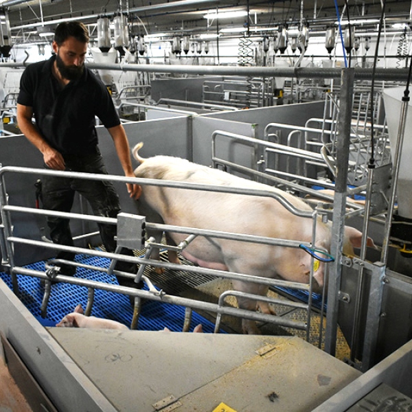 Porodní kotec WellFarrowing