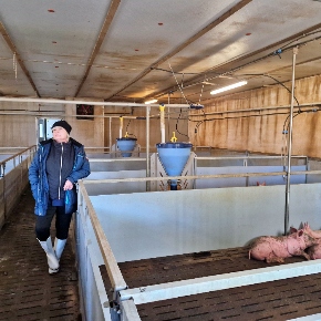 Efektivnější výkrm prasat díky změně systému krmení