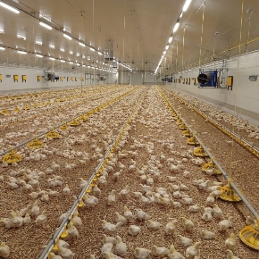 Slovácký statek - Pánov, Pánov 2025